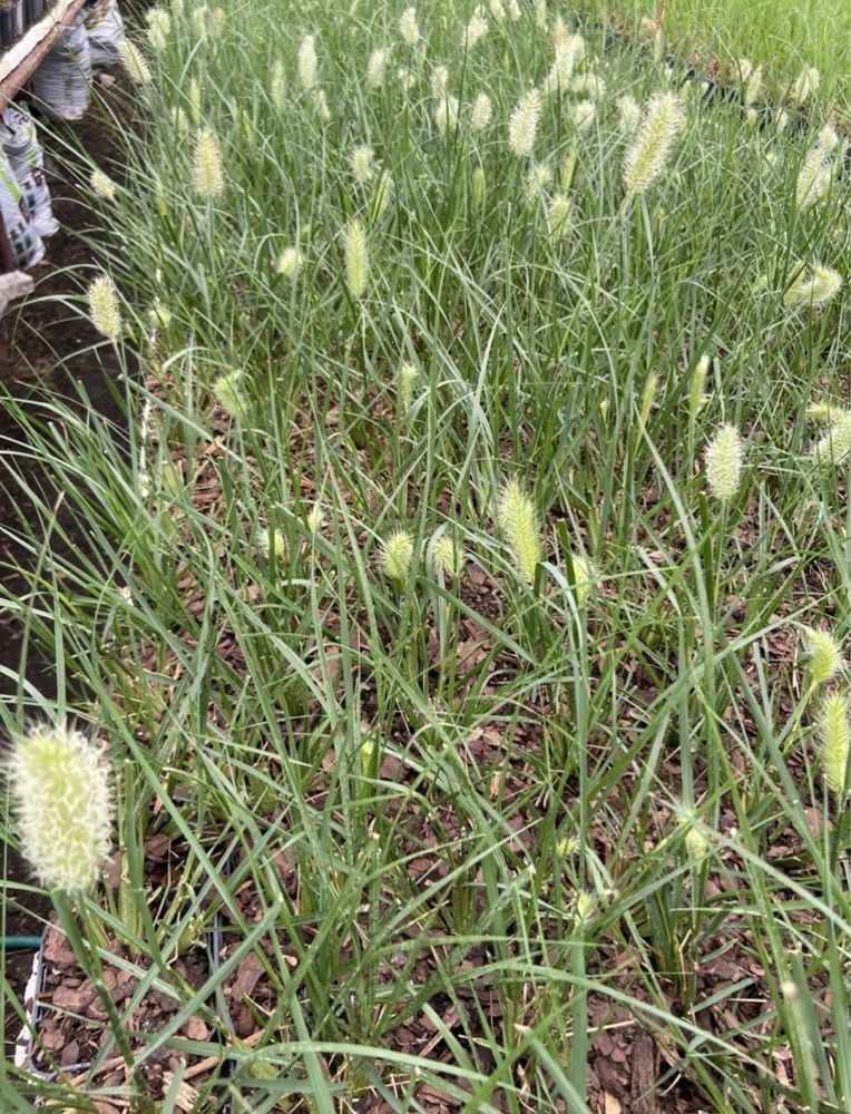 Rozplenica (Pennisetum)