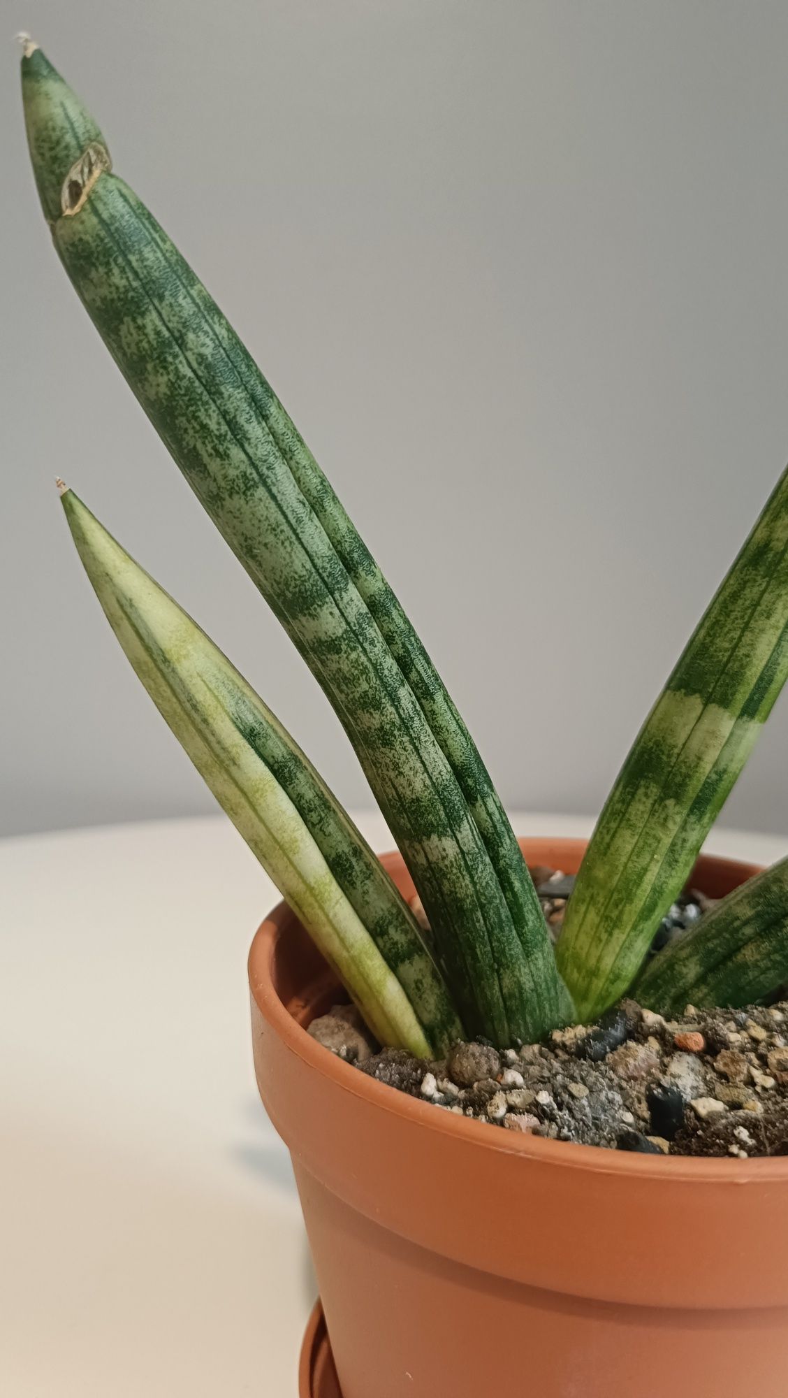 Sansevieria cylindrica var. patula Boncel Variegata