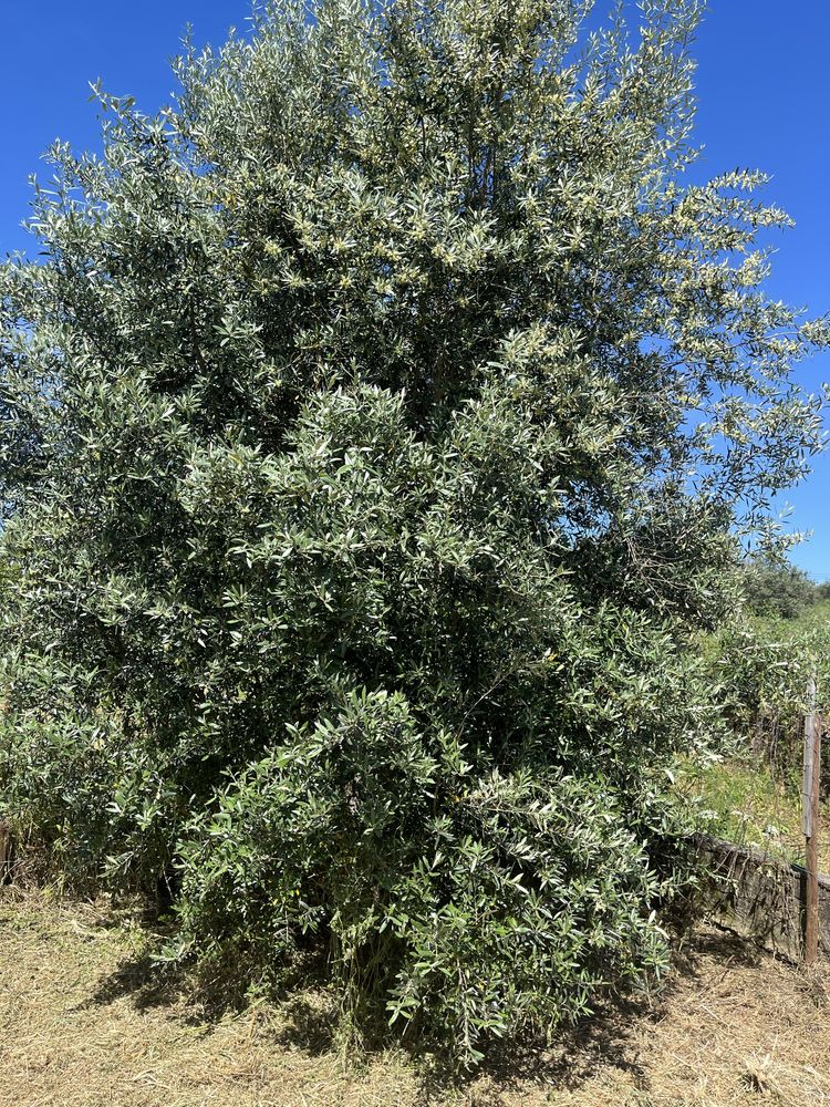 Vendo pequena quinta com ruina no centro de Mouriscas Abrantes