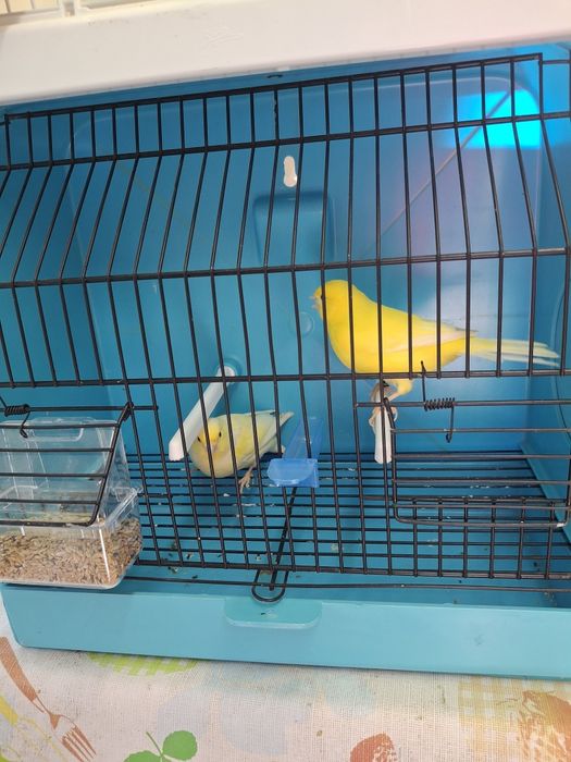 Canarios de qualidade