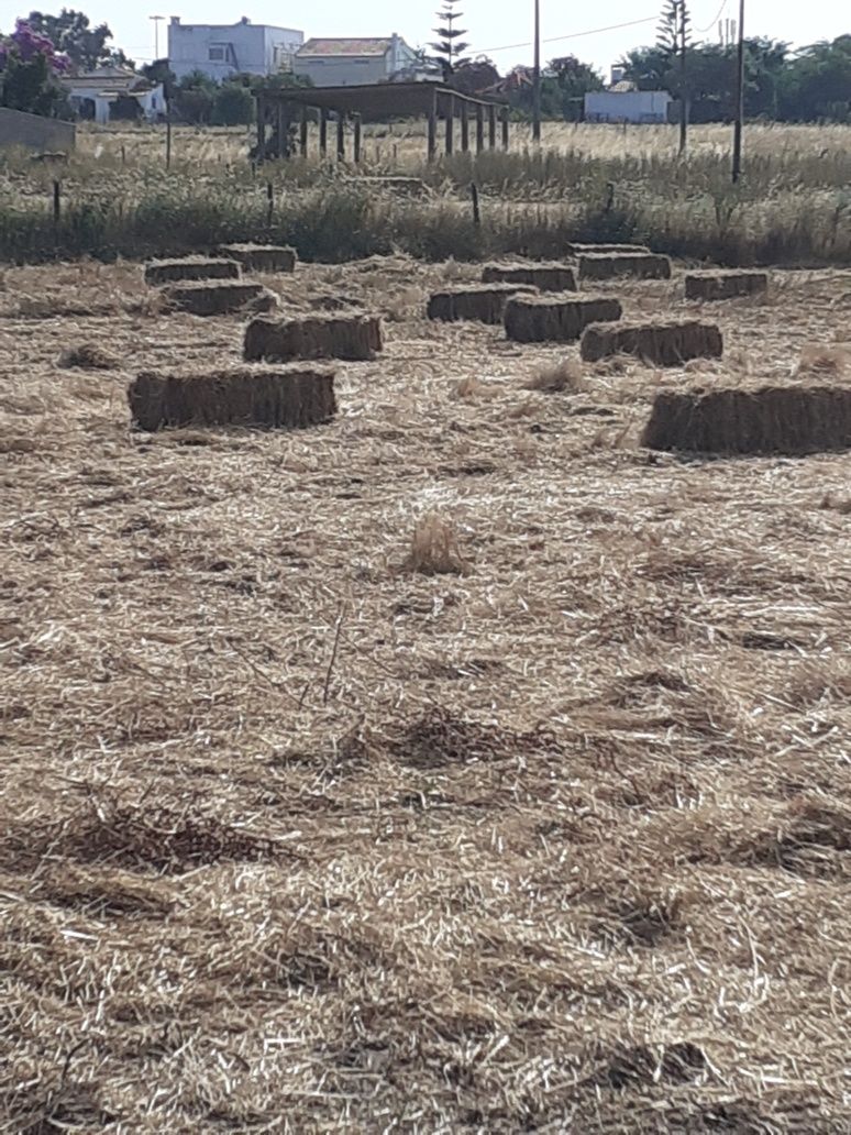 Fardos de palha para venda