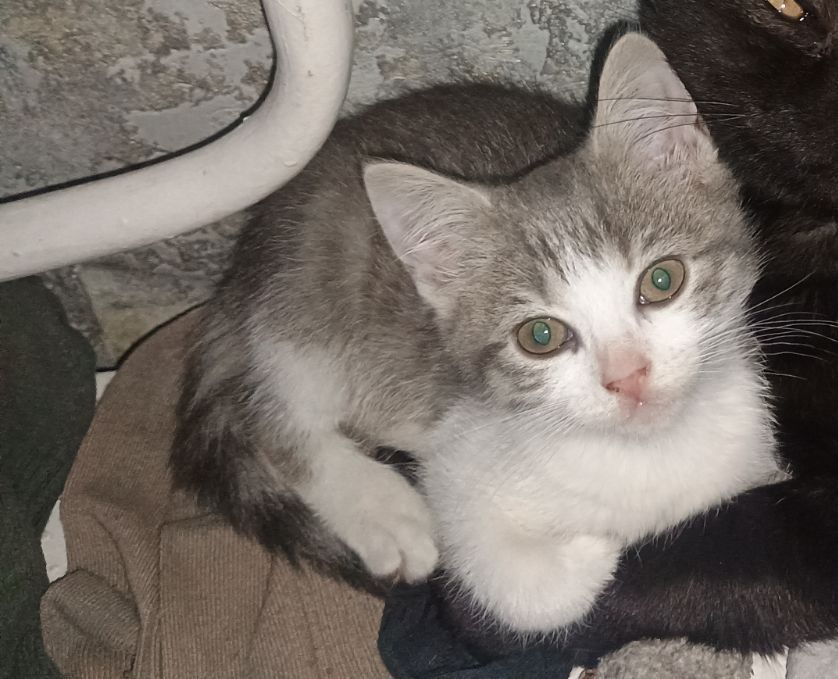 Кішечка віддам в добрі руки