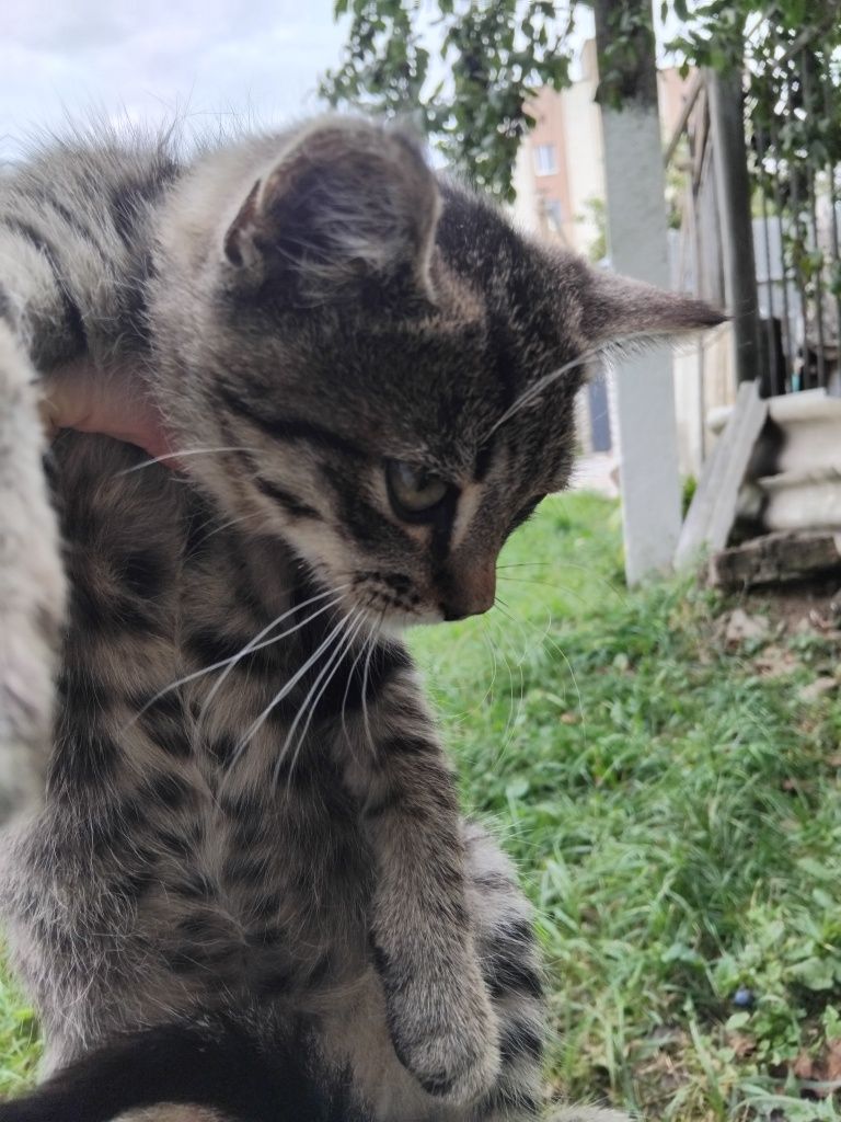 2  місячкий котик