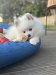 Lulu da Pomerania