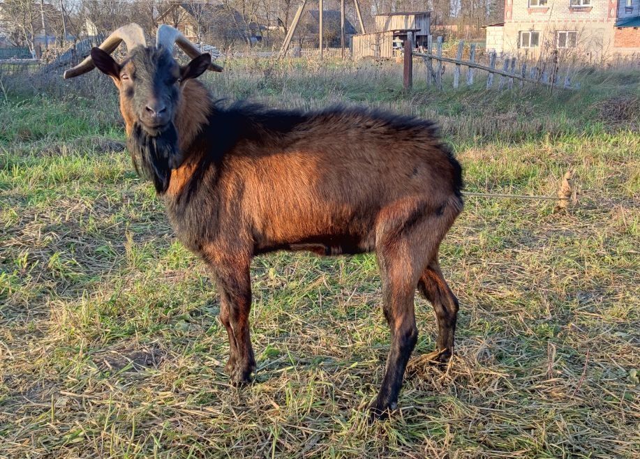 Продам  козла альпійської породи на плем'я