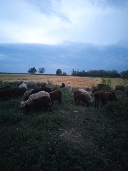 Вівці  черкаська обл.