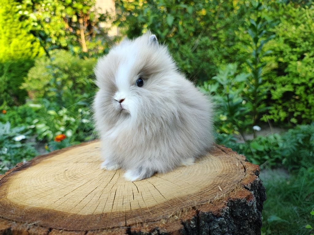 Piękne króliczki Mini Lop i Karzełek Teddy. Wolne maluszki.