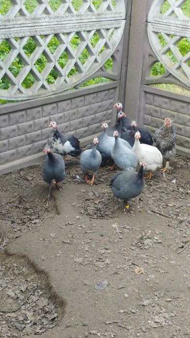 Młode perliki zmienią dom