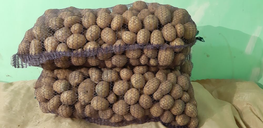 Картопля насінева.