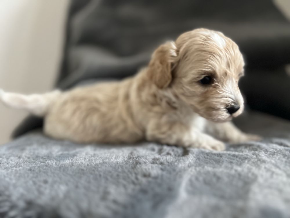 Śliczny piesek Maltipoo z rodowodem i mikroczipem