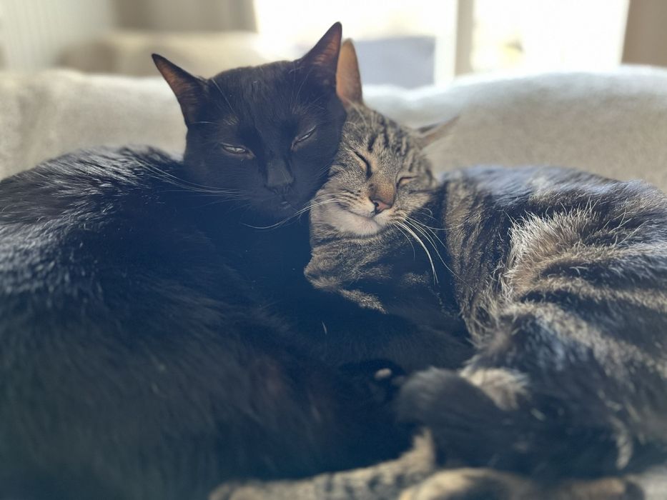 Два братики котики шукають сімʼю