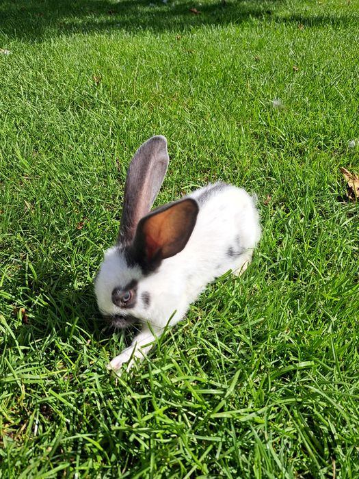 Srokacz Niemiecki Młode