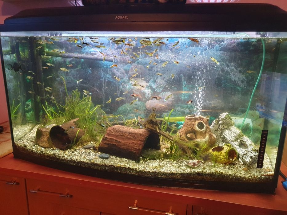 Akwarium z wyposażeniem