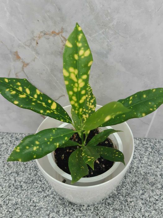 Кротон, спатифілум, аглонема та інші кімнатні рослини