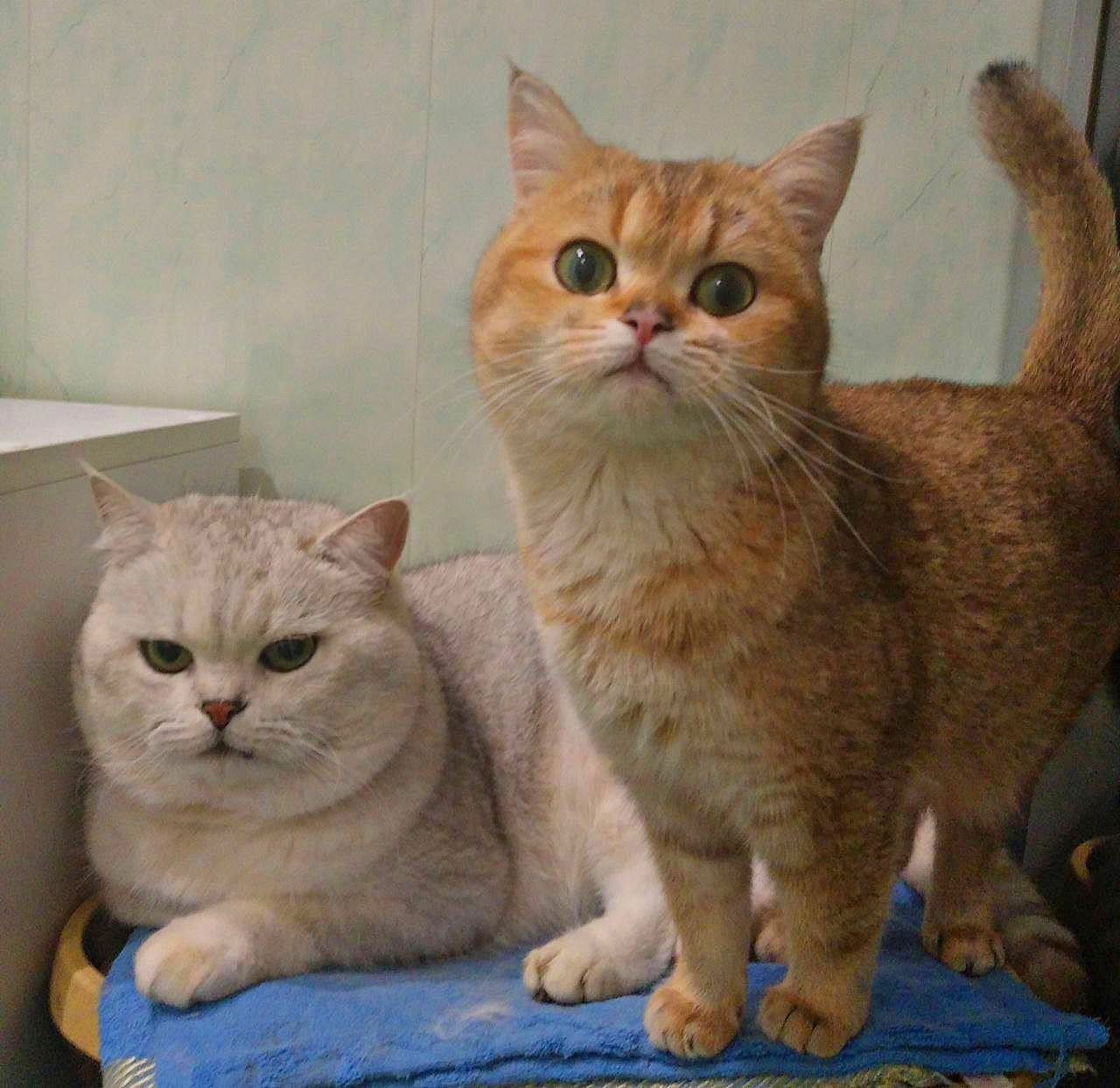 Шотландские котята от золотой шиншиллы