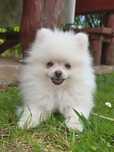 Pomeranian biały chłopak