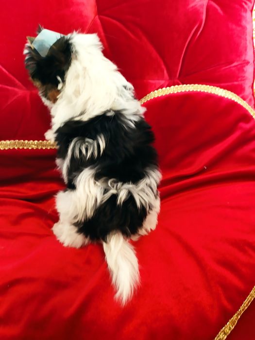 Cudownej urody suczka z metryką ZkwP/FCI Biewer Yorkshire terrier.