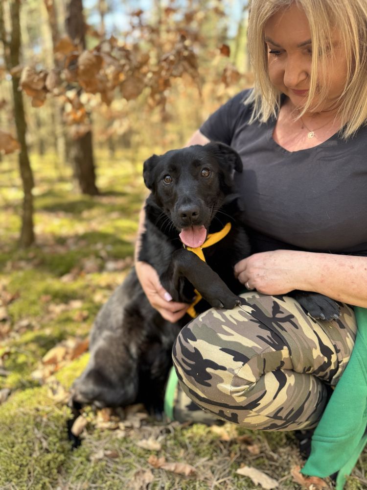 Czacza w typie labradora szuka domku