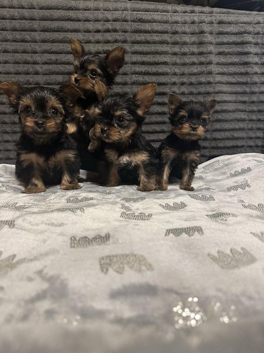 Цуценята йоркширськрого тер'єра