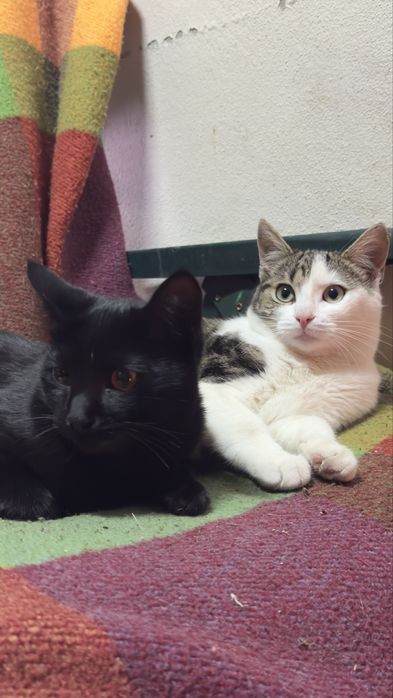 Gata jovem para adoção responsável