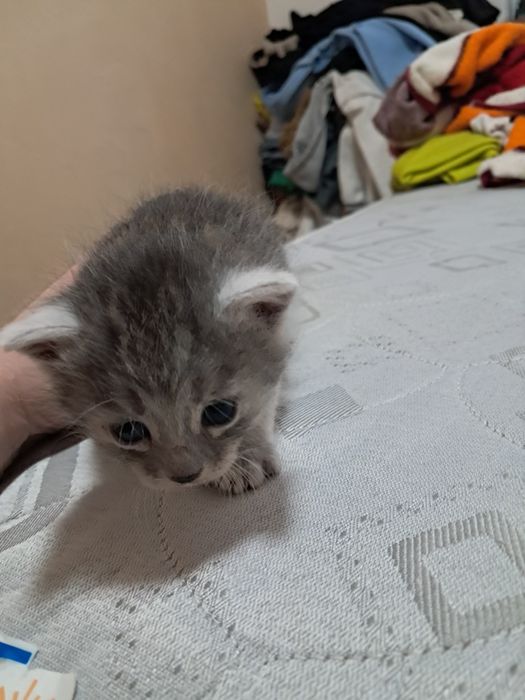 SOS! SOS! SOS!!!  Кошенята в добрі руки!