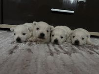 Вестики хлопчики