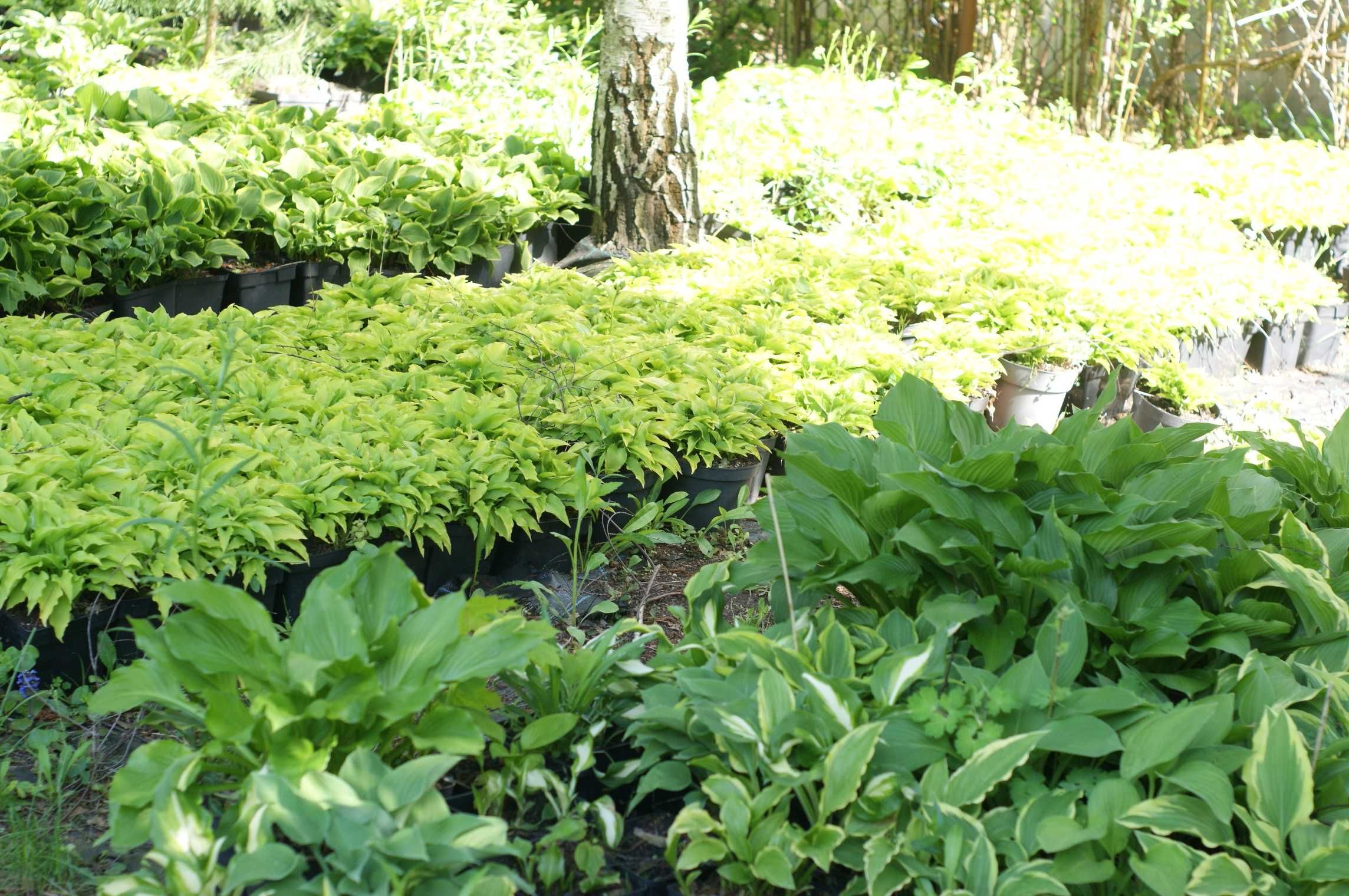 Funkia hosta funkie