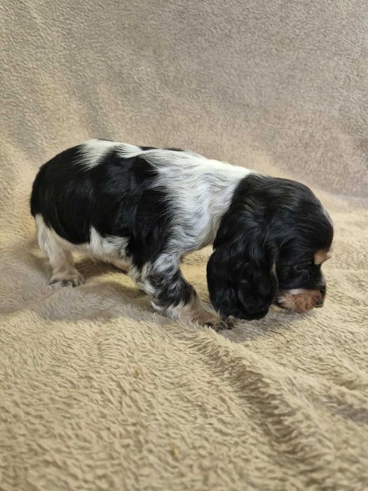 cocker spaniel angielski suczka