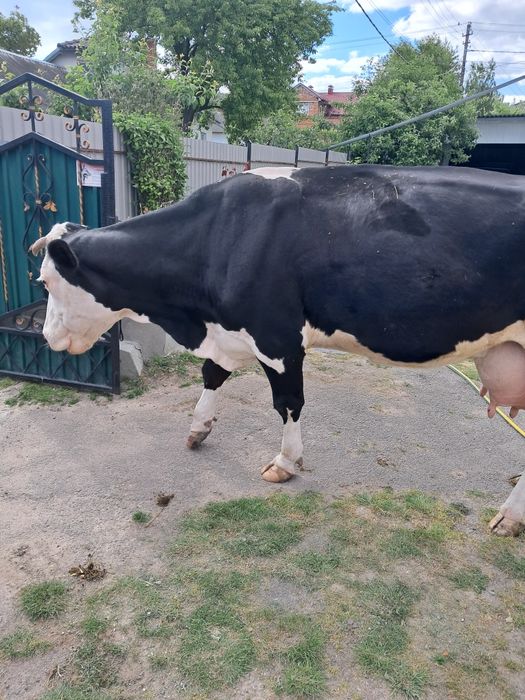 Продам дійну корову