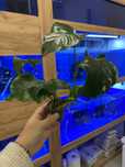 Anubiad duży roślina do akwarium zooanimals Ruda Śl czynne do 20:00