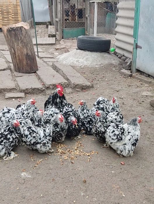 Карликові кури кохінхіни мармурові інкубаційні яйця,курчата