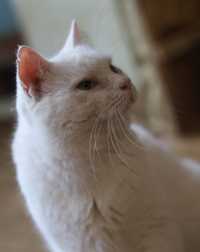 Белый, 3 года, белый кот красивый