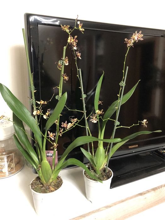 Орхідея,    камбрія 2 шт