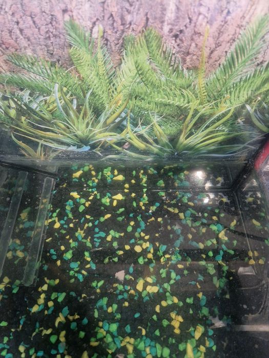 Akwarium z wyposażeniem dla żółwia