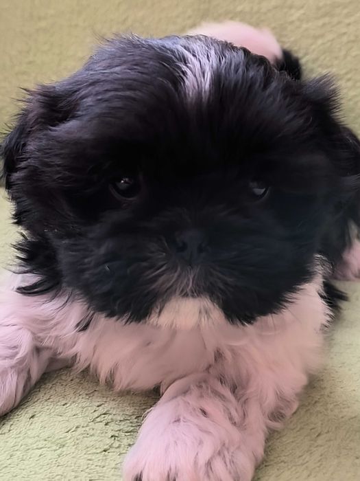 Shih-Tzu (Piesek)