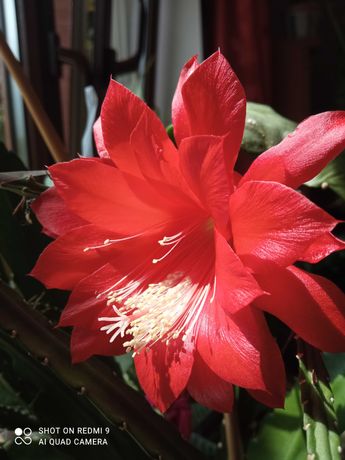 Epiphyllum, epifilum kaktus czerwony