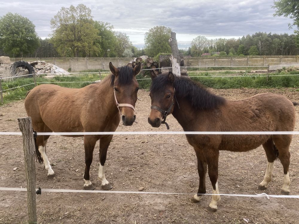 3letnia klacz huculska i ogierek
