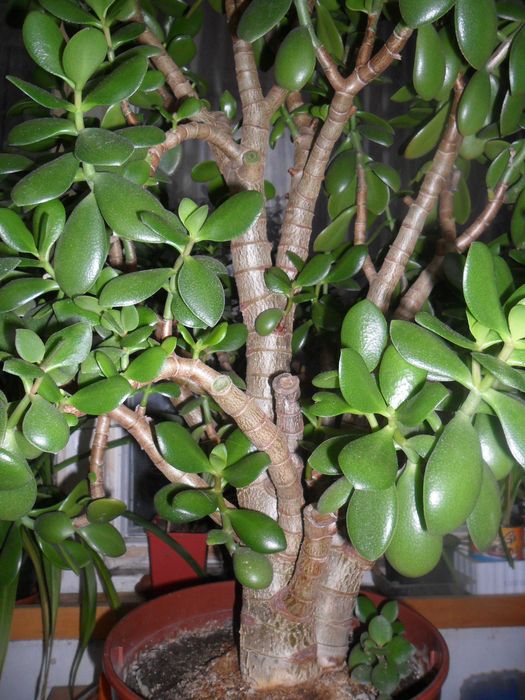 Кактусы и суккуленты для вашей коллекции.Возможен самовывоз.