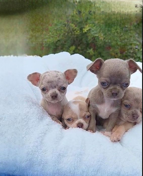 тор Чихуахуа тип_Кобби щенки!