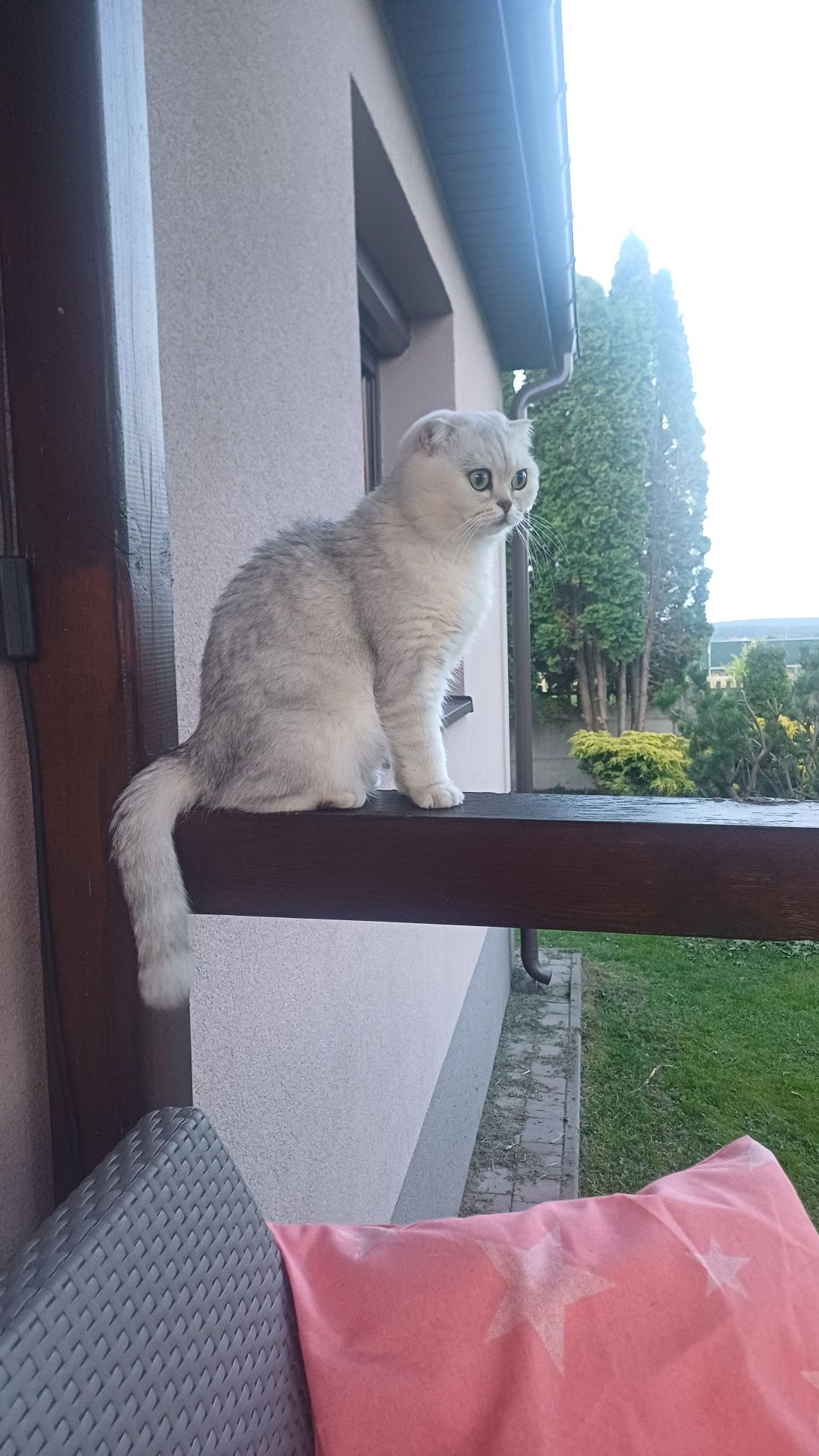 Kotka szkocka zwisłoucha srebna dorosła