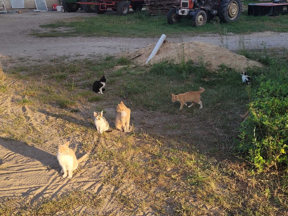 Oddam kotki w dobre rece