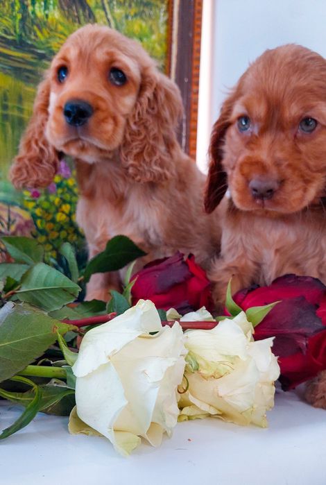 Англійський кокер спаніель