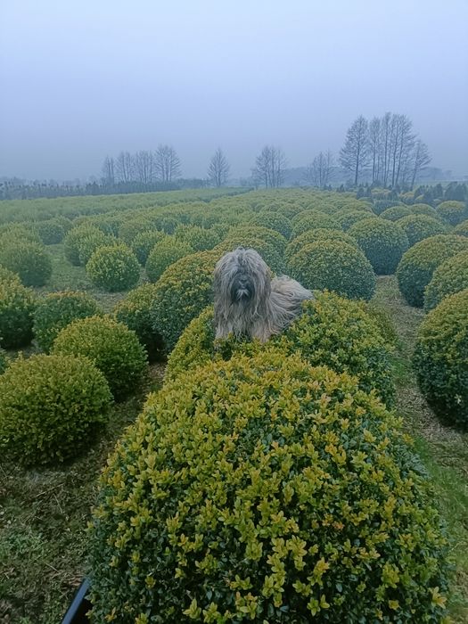 Bukszpan kula średnica 60, 70 oraz 80cm.