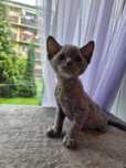 Devon rex kocurek nie
