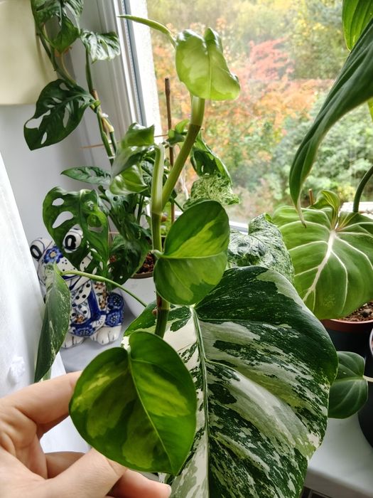 Sadzonki do ukorzeniania