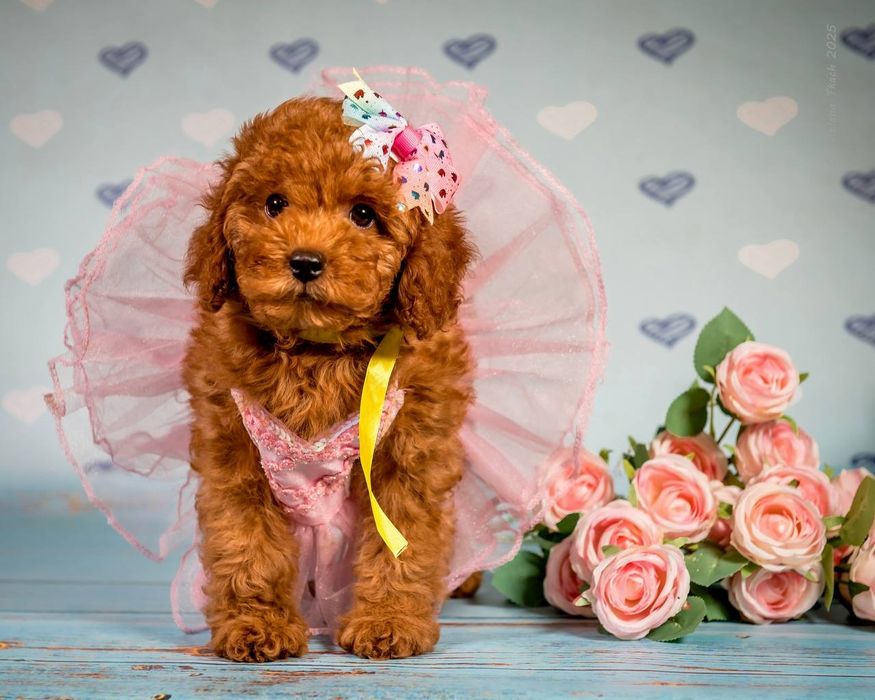 Неймовірна дівчинка той пуделя