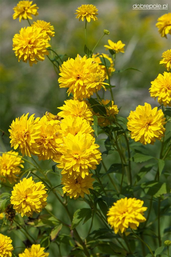 Rudbekia naga ( zdjęcie poglądowe) do ogrodu 3 kępki