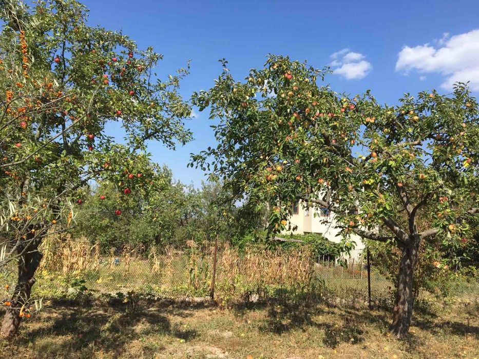 Дача біля лісу у мальовничому селі Павлівка