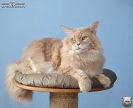 Piękny, dorosły kocur Maine Coon / FPL FIFe