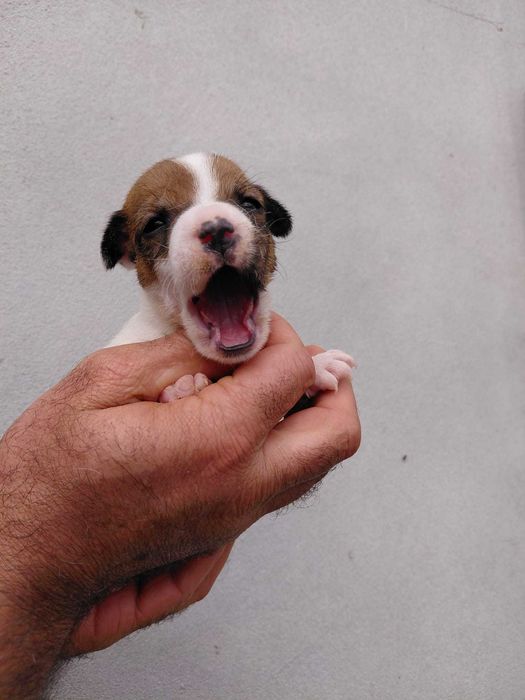 Jack Russel Terrier com LOP